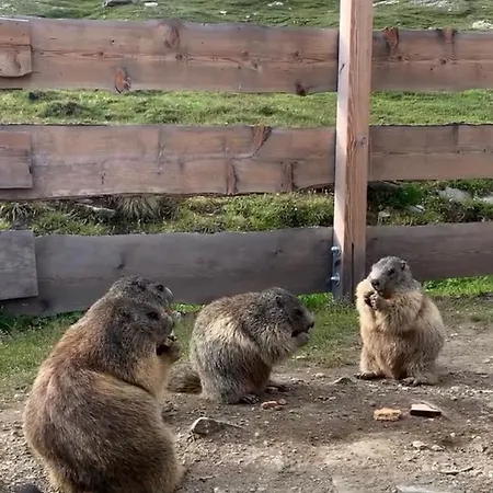 Tauernbergalm 아파트 *
